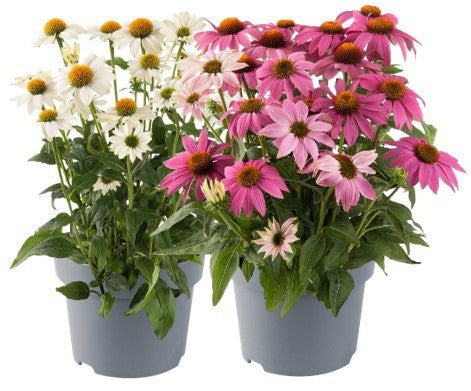 Echinacea pur. Powwow White 50cm 23cm Pot