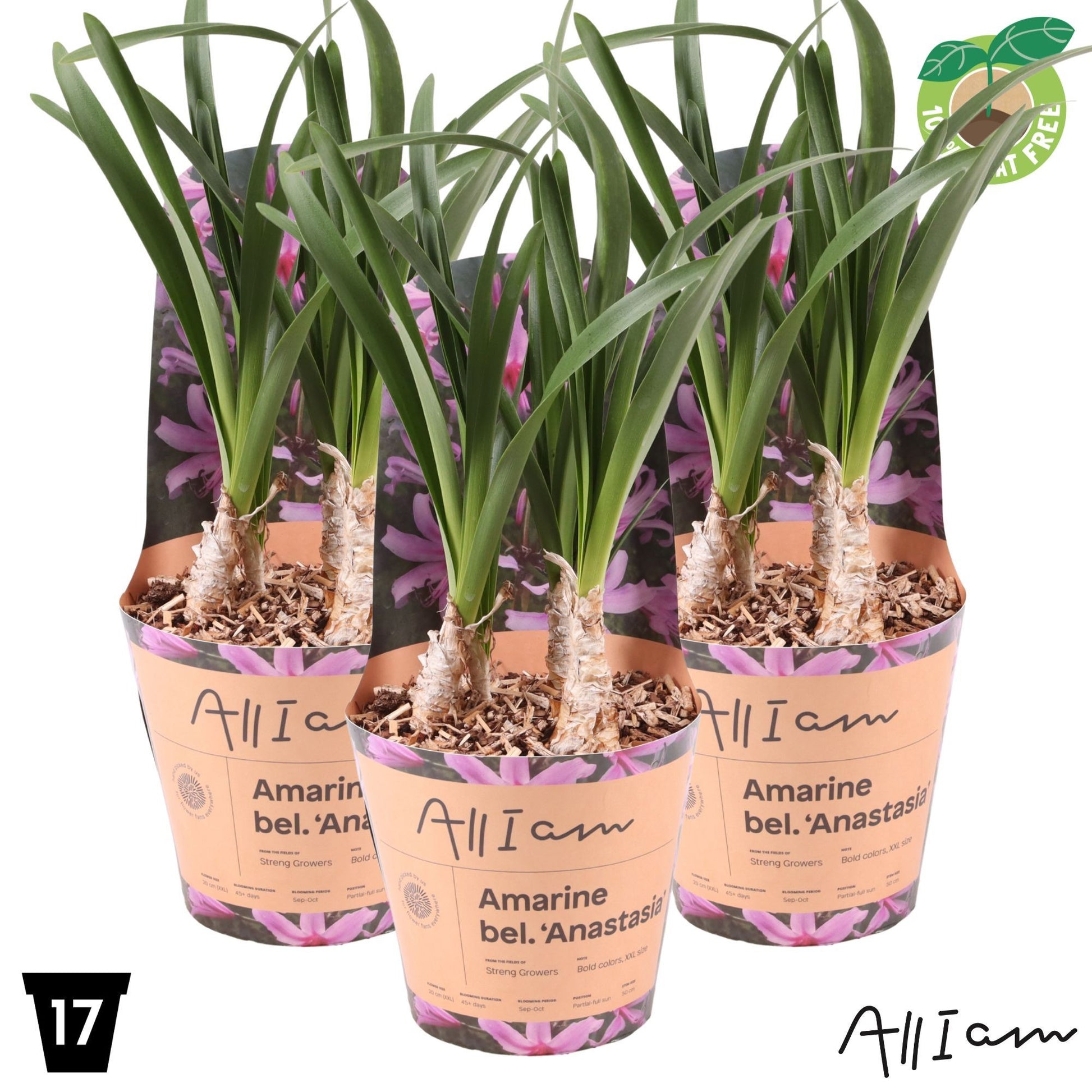 Bulbs 40cm