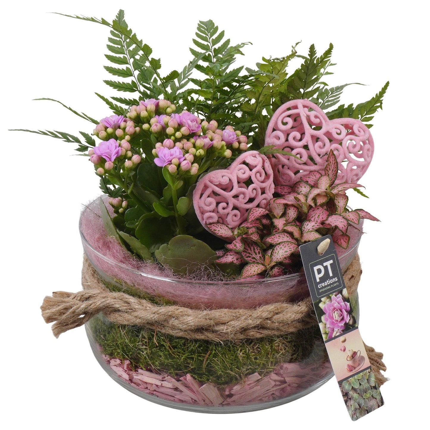Indoor arrangement 23cm 18cm Pot