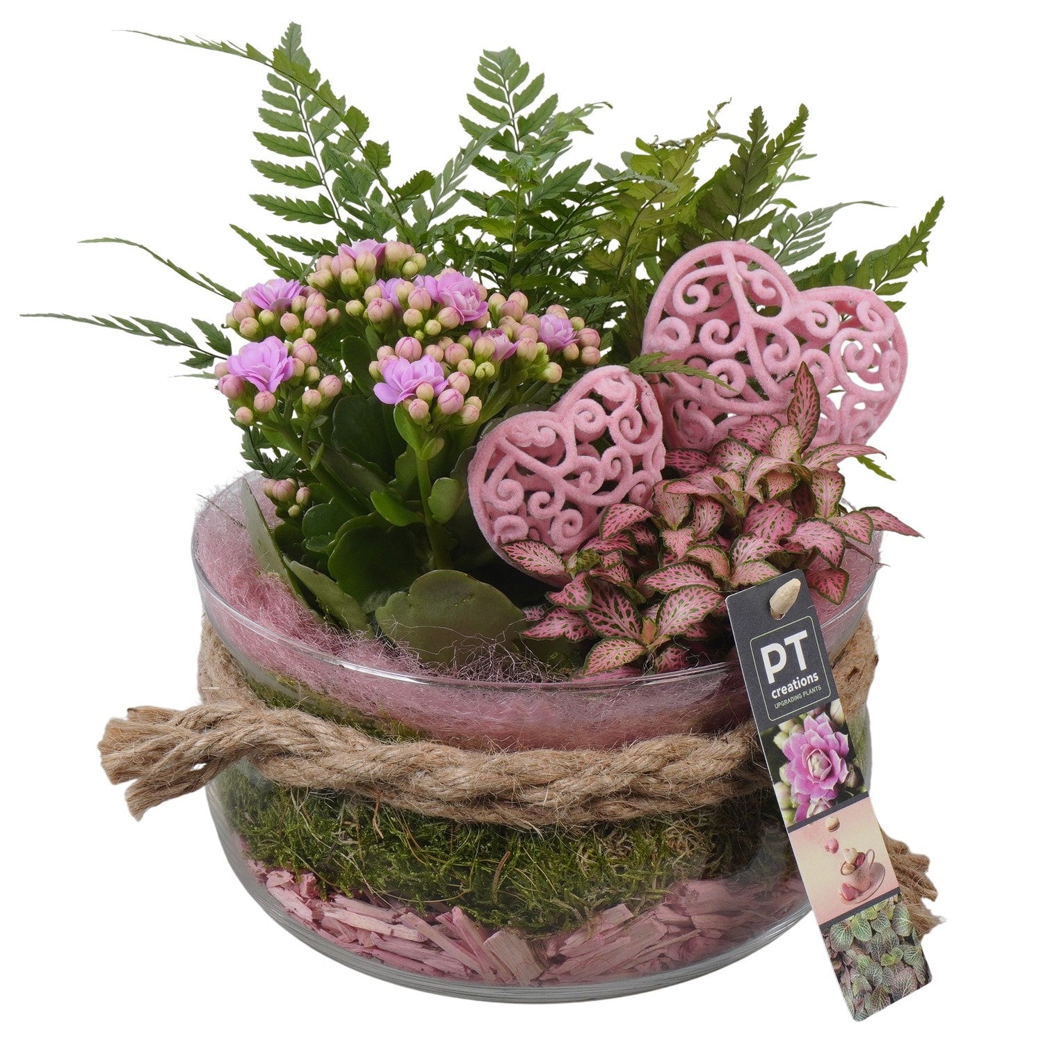 Indoor arrangement 23cm 18cm Pot