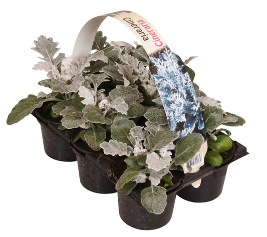 Jacobaea maritima 15cm 9cm Pot