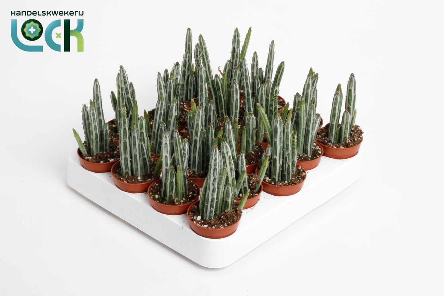 Kleinia stapeliiformis 15cm 505cm Pot