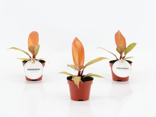Philodendron Prince Of Orange 15cm 6cm Pot