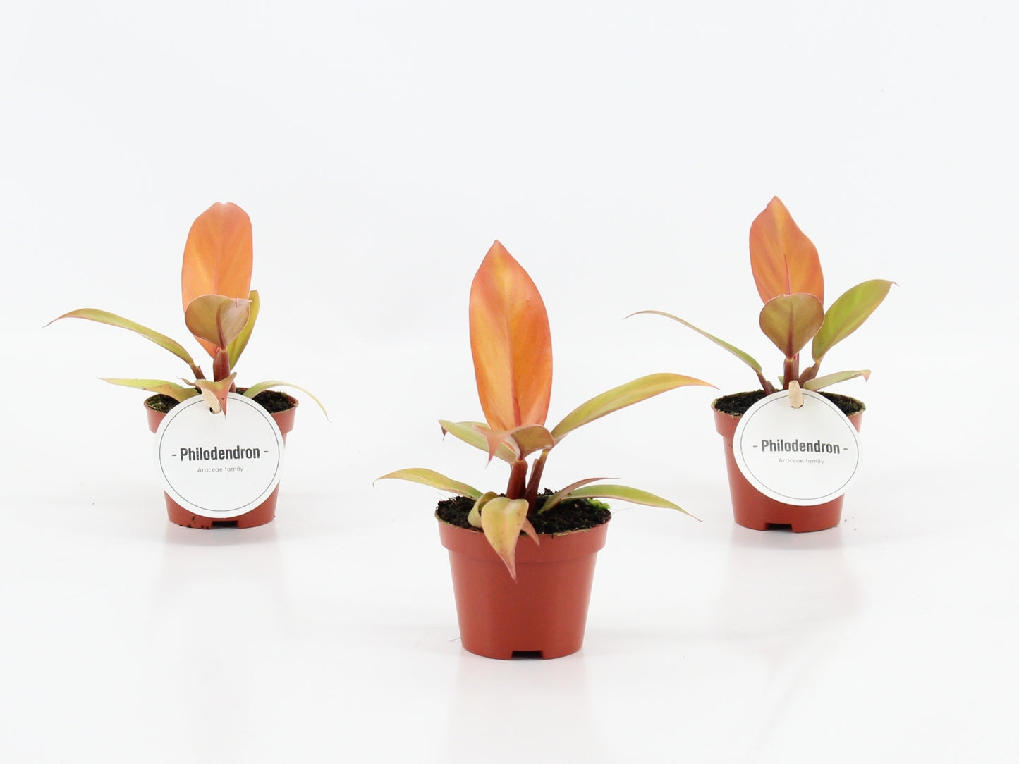 Mostert Nieuwerkerk BV Philodendron Prince Of Orange Pack of 12