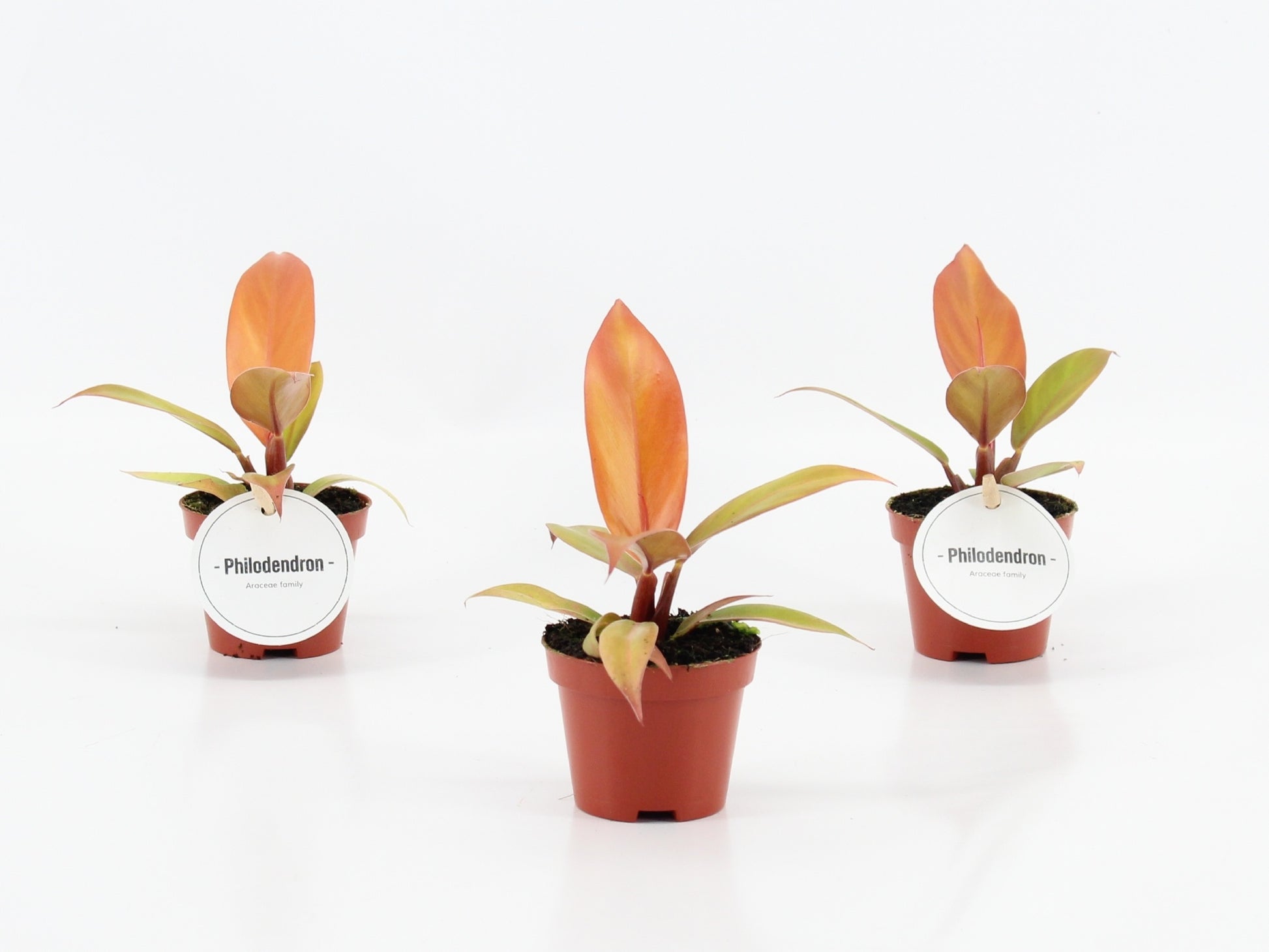 Mostert Nieuwerkerk BV Philodendron Prince Of Orange Pack of 12