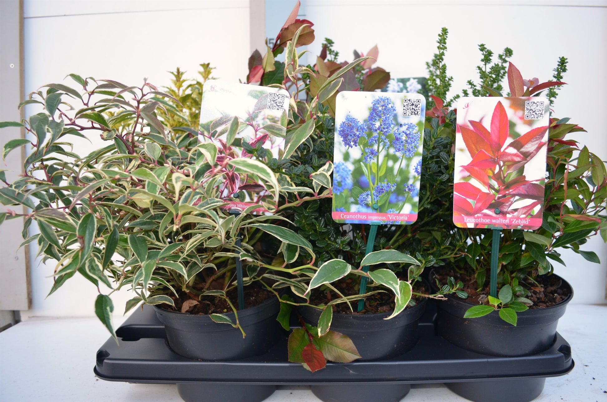 Shrubs mix 40cm 17cm Pot