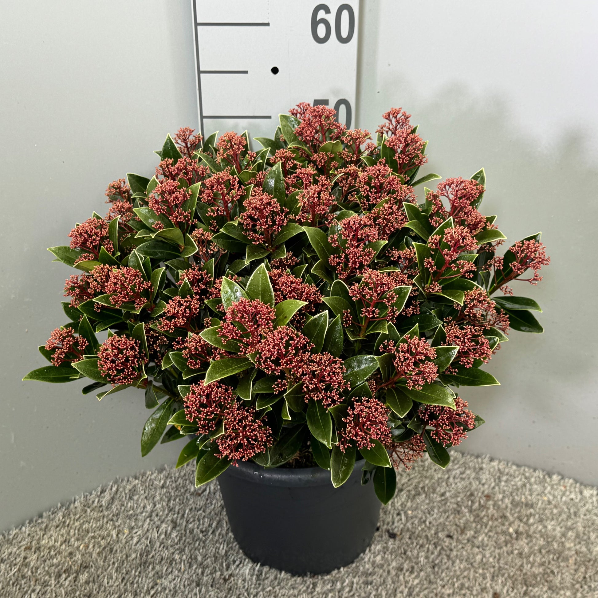 Skimmia 55cm 27cm Pot