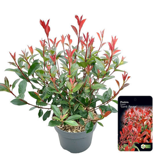 Photinia fraseri mix 60cm 23cm Pot