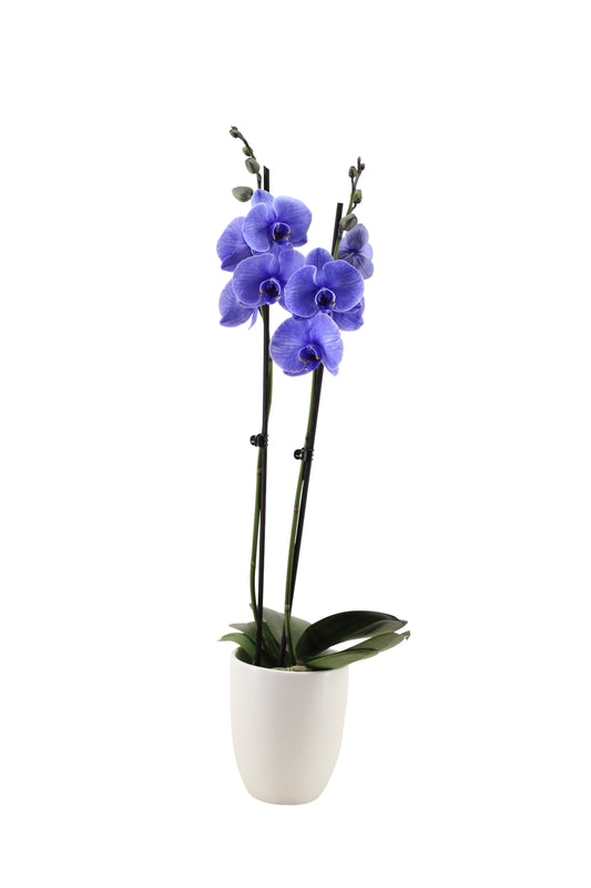 Phalaenopsis Hybrid 55cm 12cm Pot