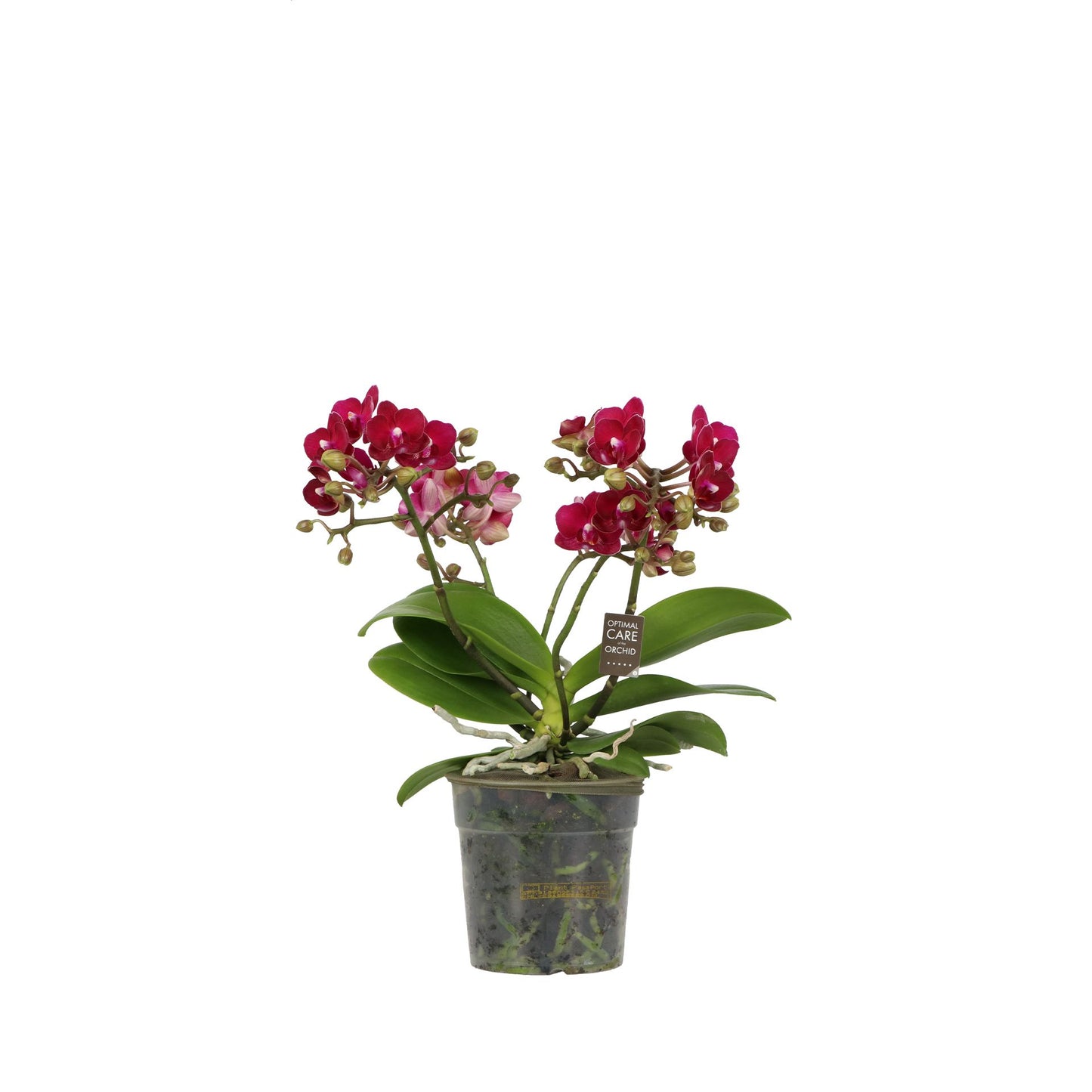 Phalaenopsis red 40cm 12cm Pot