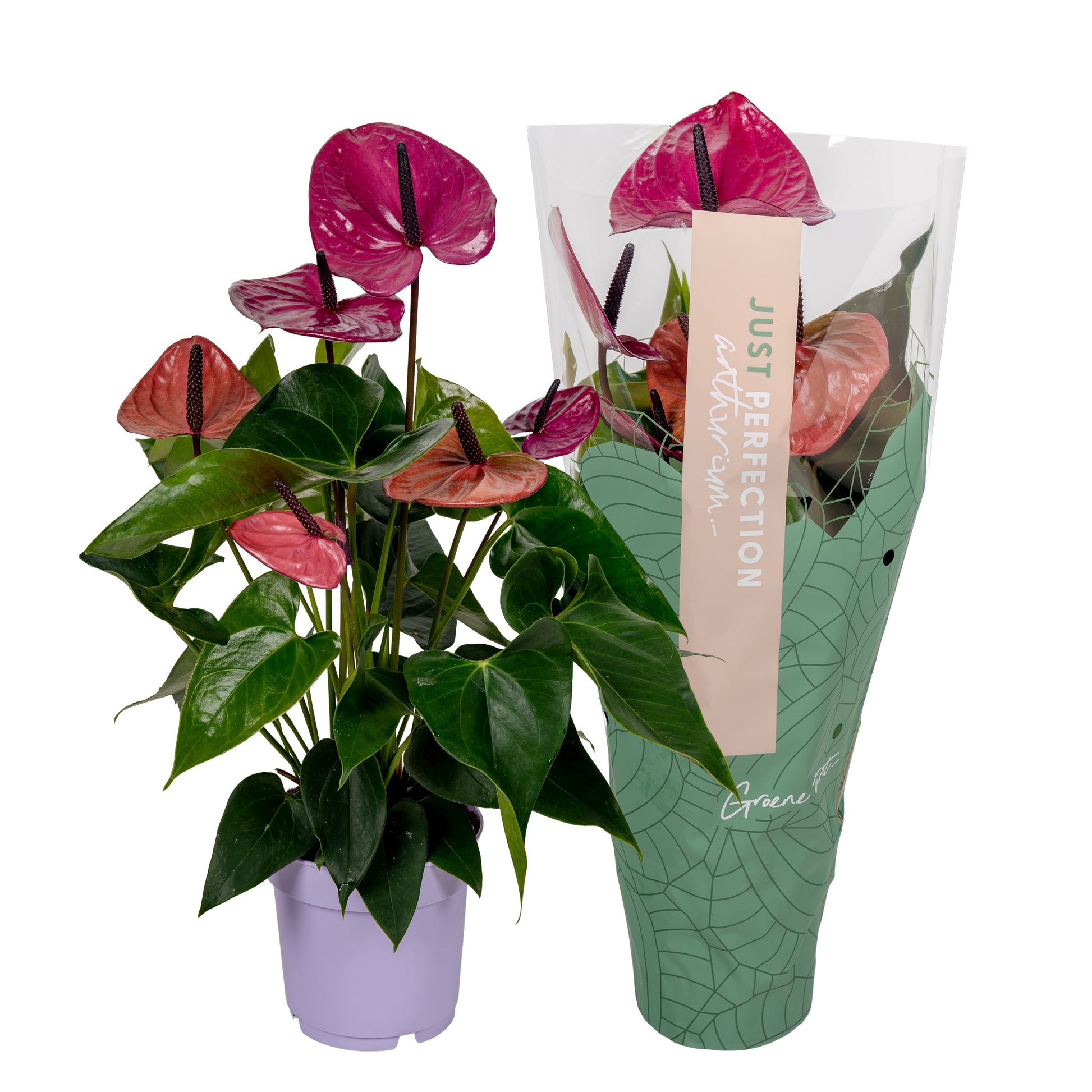 Anthurium Louisiana 50cm 14cm Pot