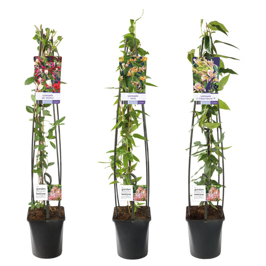 Lonicera mix 115cm 23cm Pot