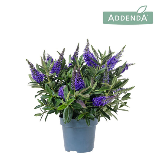 Hebe Addenda mix 50cm 12cm Pot