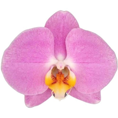 Phalaenopsis Tampa 45cm 12cm Pot