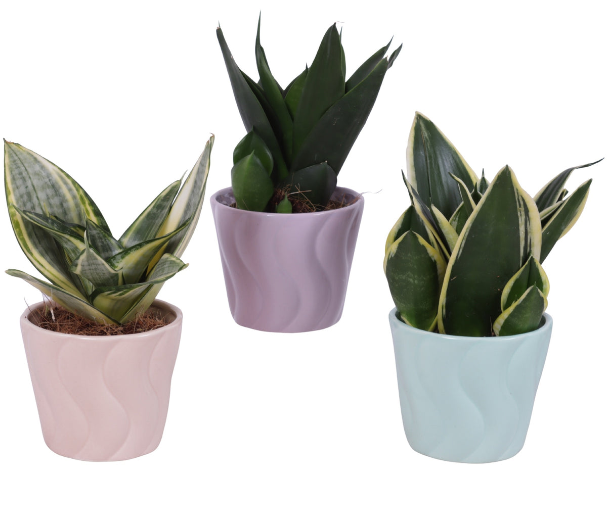 Sansevieria trifasciata 25cm 11cm Pot
