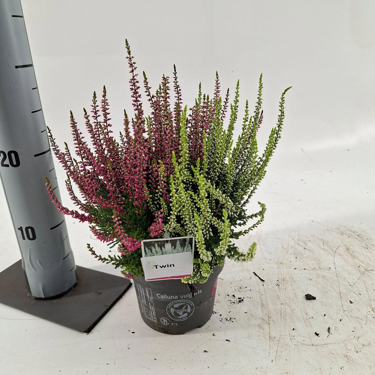Calluna Garden Girls twin 25cm 13cm Pot
