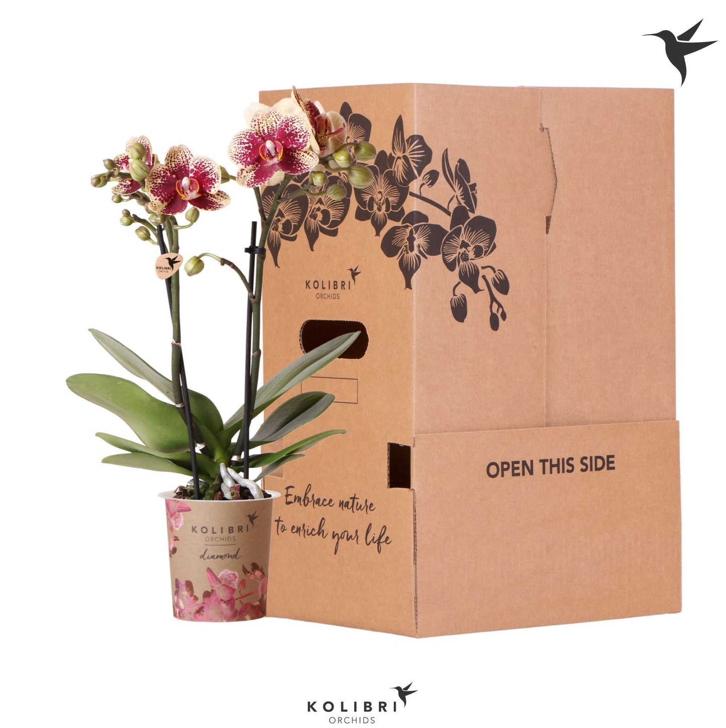 OK Plant Kolibri Orchids Phalaenopsis Diamond 2 spikee no sleeve Pack of 6