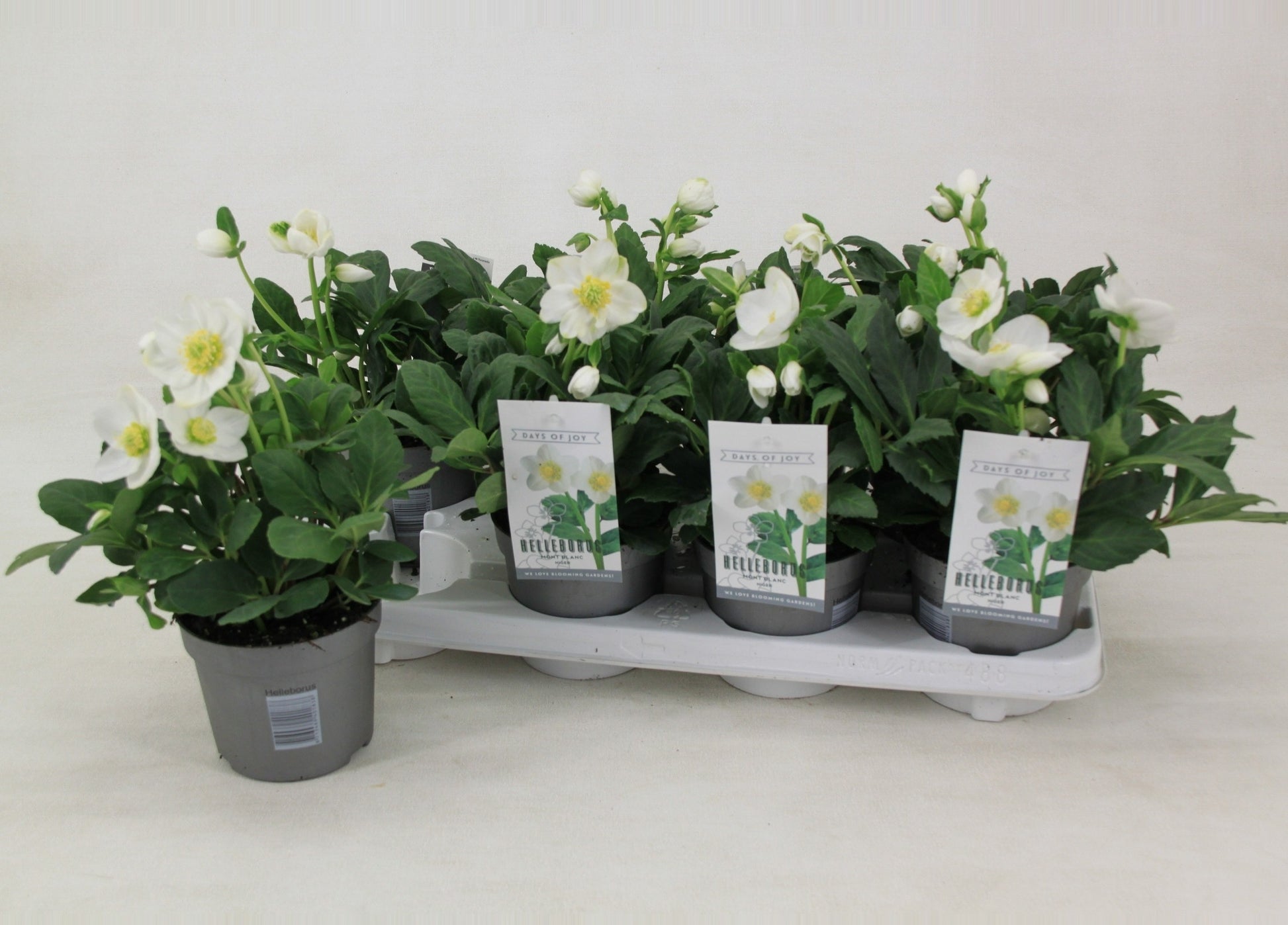 Helleborus niger 25cm 12cm Pot