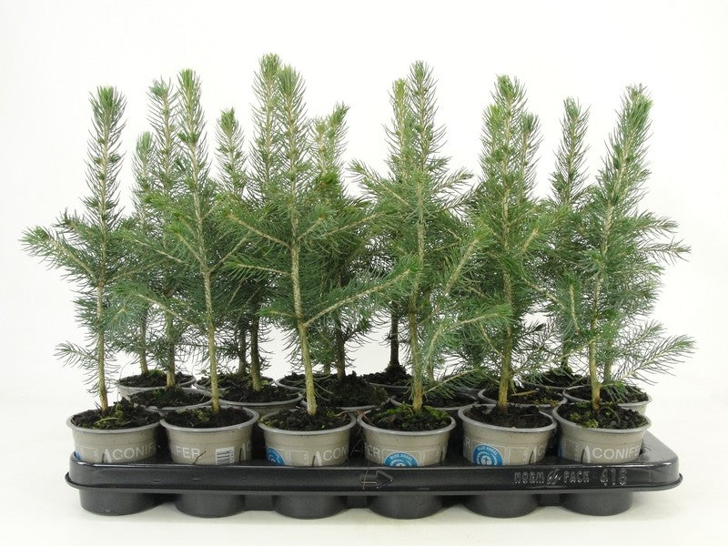 Bloemendaal, Fa.Kw. Picea pun. Glauca Pack of 18