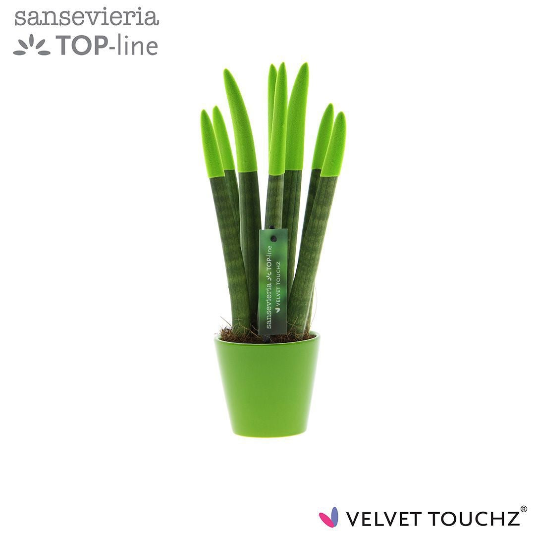 Sansevieria cylindrica 35cm 8.5cm Pot