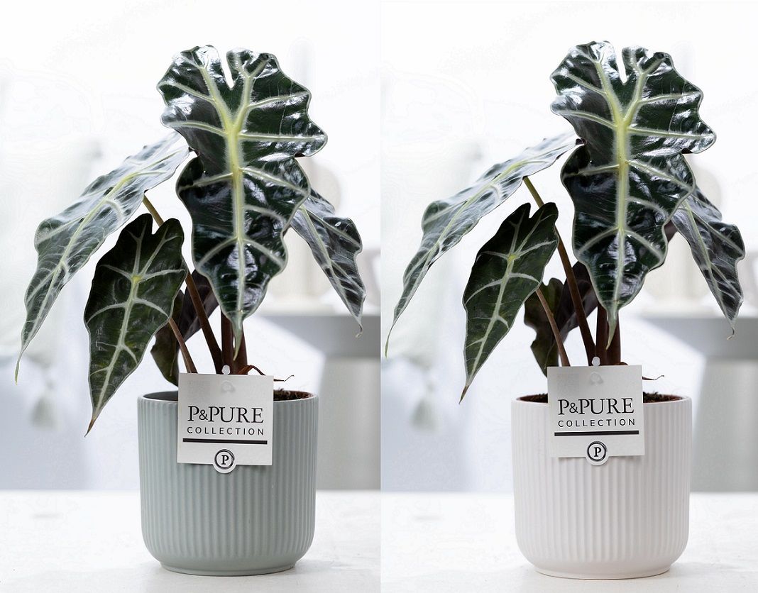 Pure Collection Alocasia amazonica Pack of 5