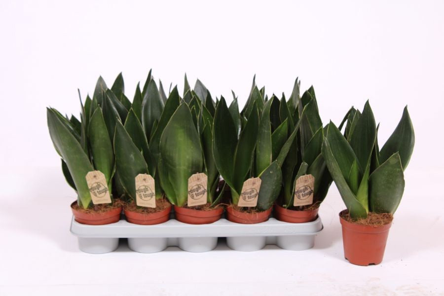 Fachjan BV Sansevieria Futura Superba Pack of 10