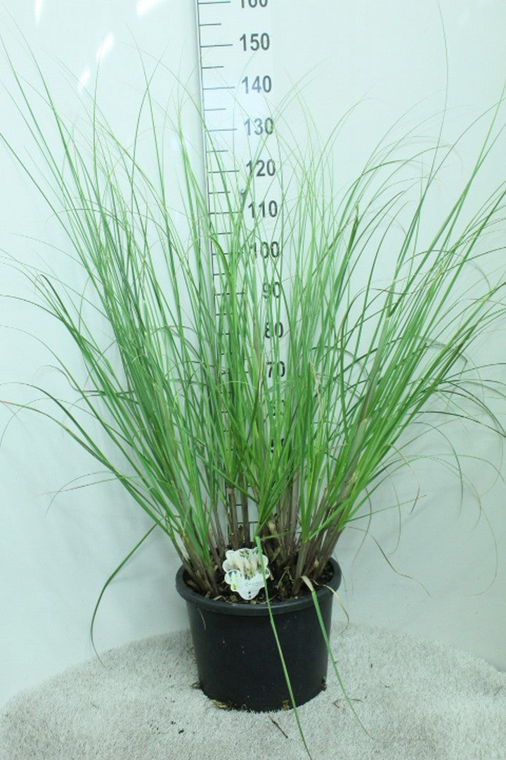 Cortaderia selloana 140cm 33cm Pot