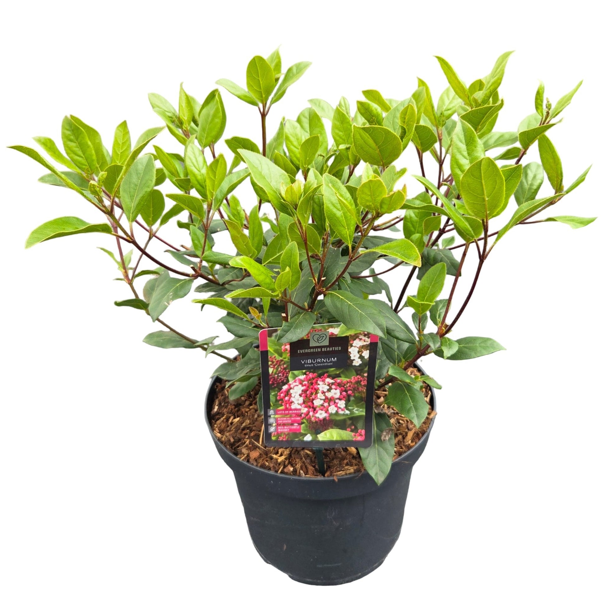 Viburnum tinus Gwenllian 55cm 26cm Pot