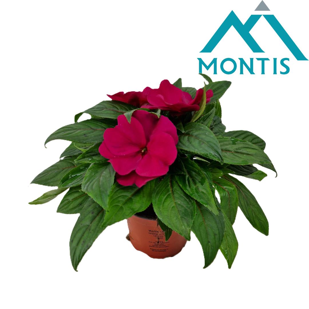 Impatiens ng. Colorpower Purple Blue 25cm 13cm Pot