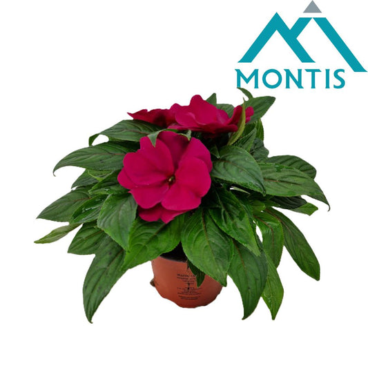 Impatiens ng. Colorpower Purple Blue 25cm 13cm Pot