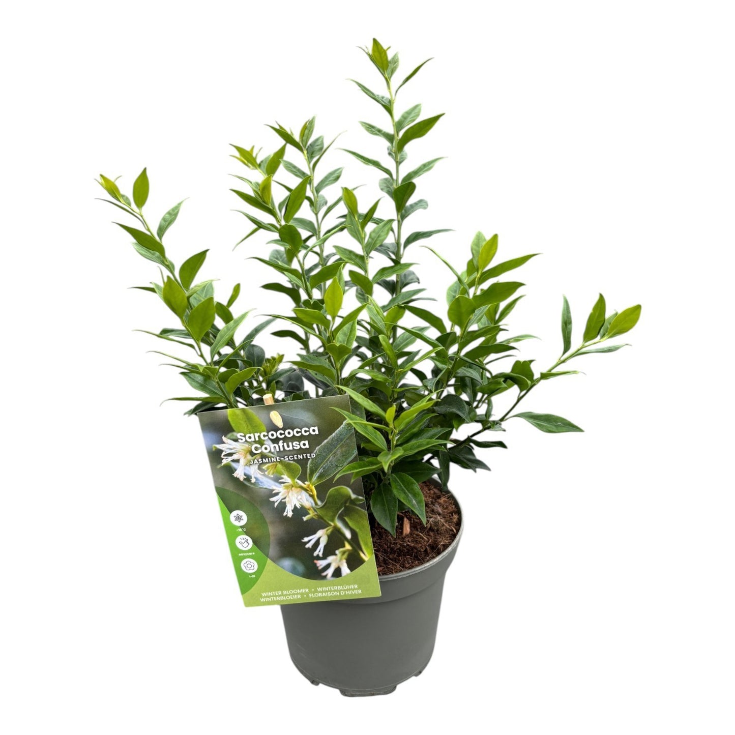 Sarcococca confusa 40cm 17cm Pot