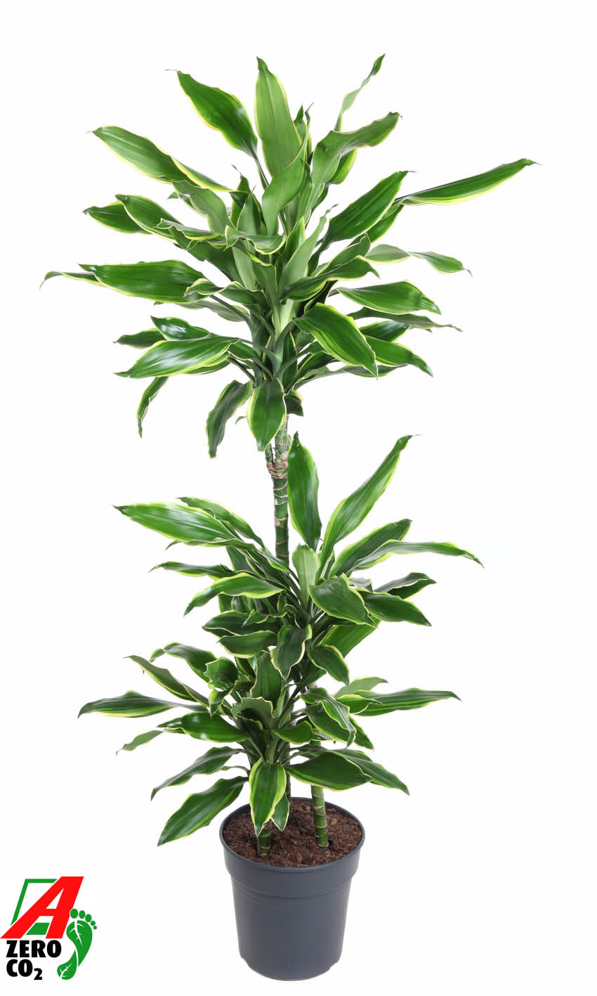 Ammerlaan Green Innovator Dracaena fragrans Golden Coast 60-30-15 Pack of 1