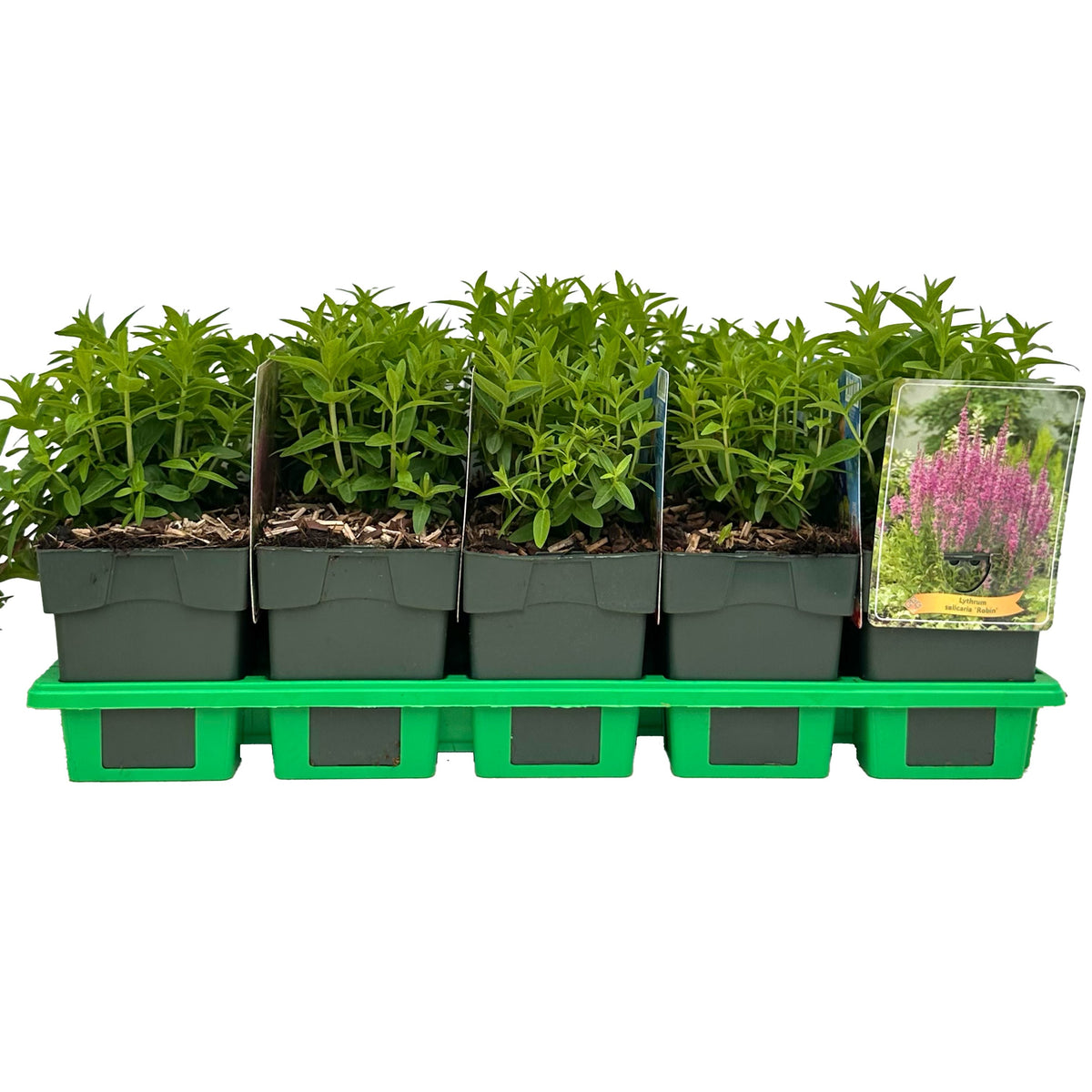 Lythrum Robin 25cm 11cm Pot