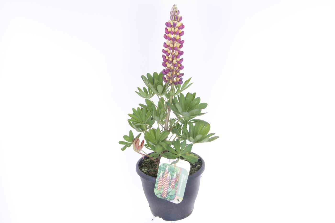 Lupinus Manhattan Lights 60cm 23cm Pot