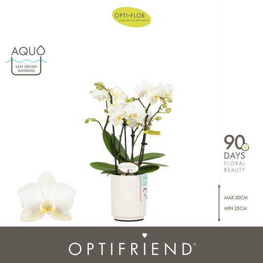 Phalaenopsis multiflora white 25cm 7cm Pot