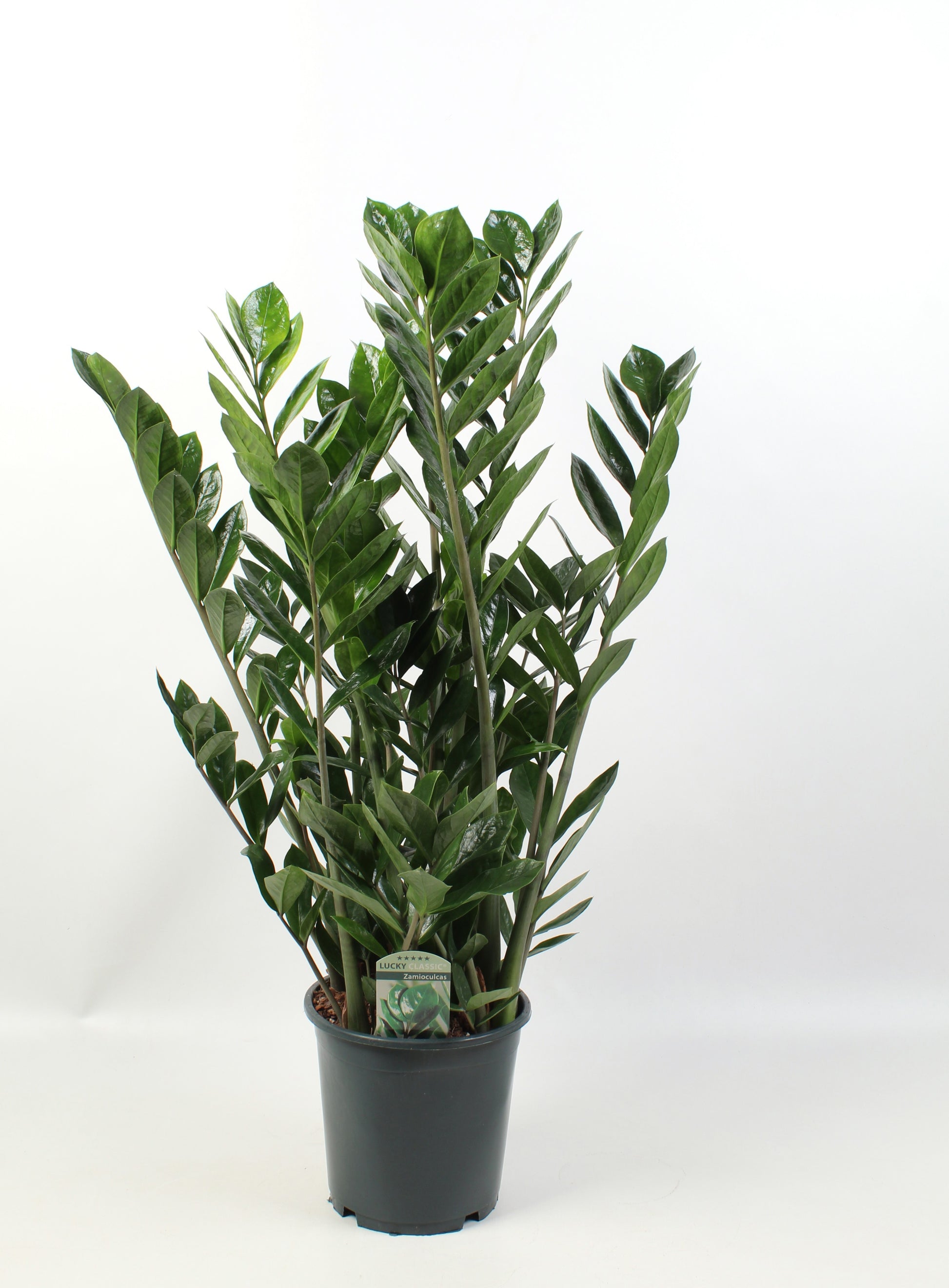 Zamioculcas zamiifolia 90cm 21cm Pot