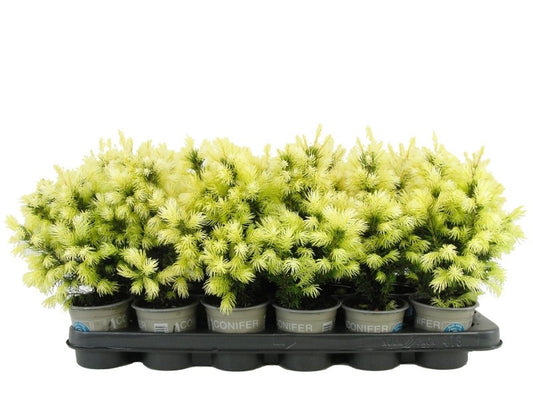Picea gl. Daisy's White 20cm 9cm Pot