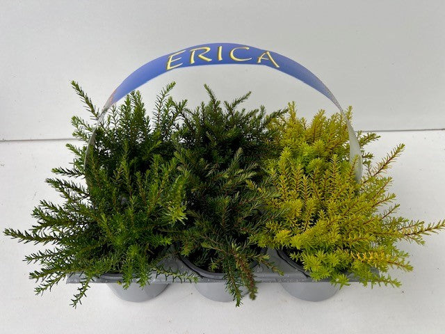 Erica darleyensis mix 10cm 9cm Pot