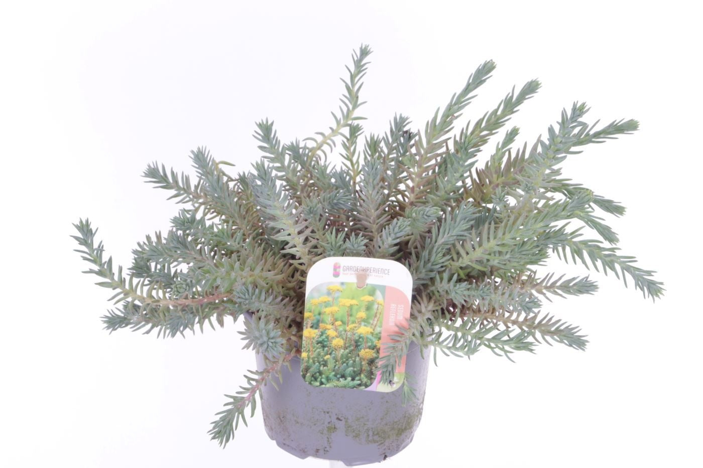 Sedum reflexum 20cm 13cm Pot