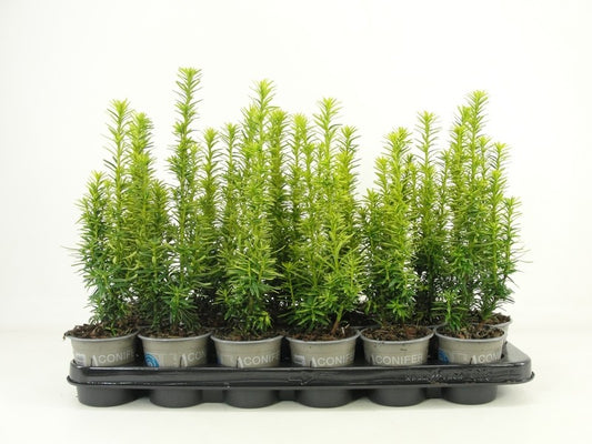 Taxus baccata David 25cm 9cm Pot