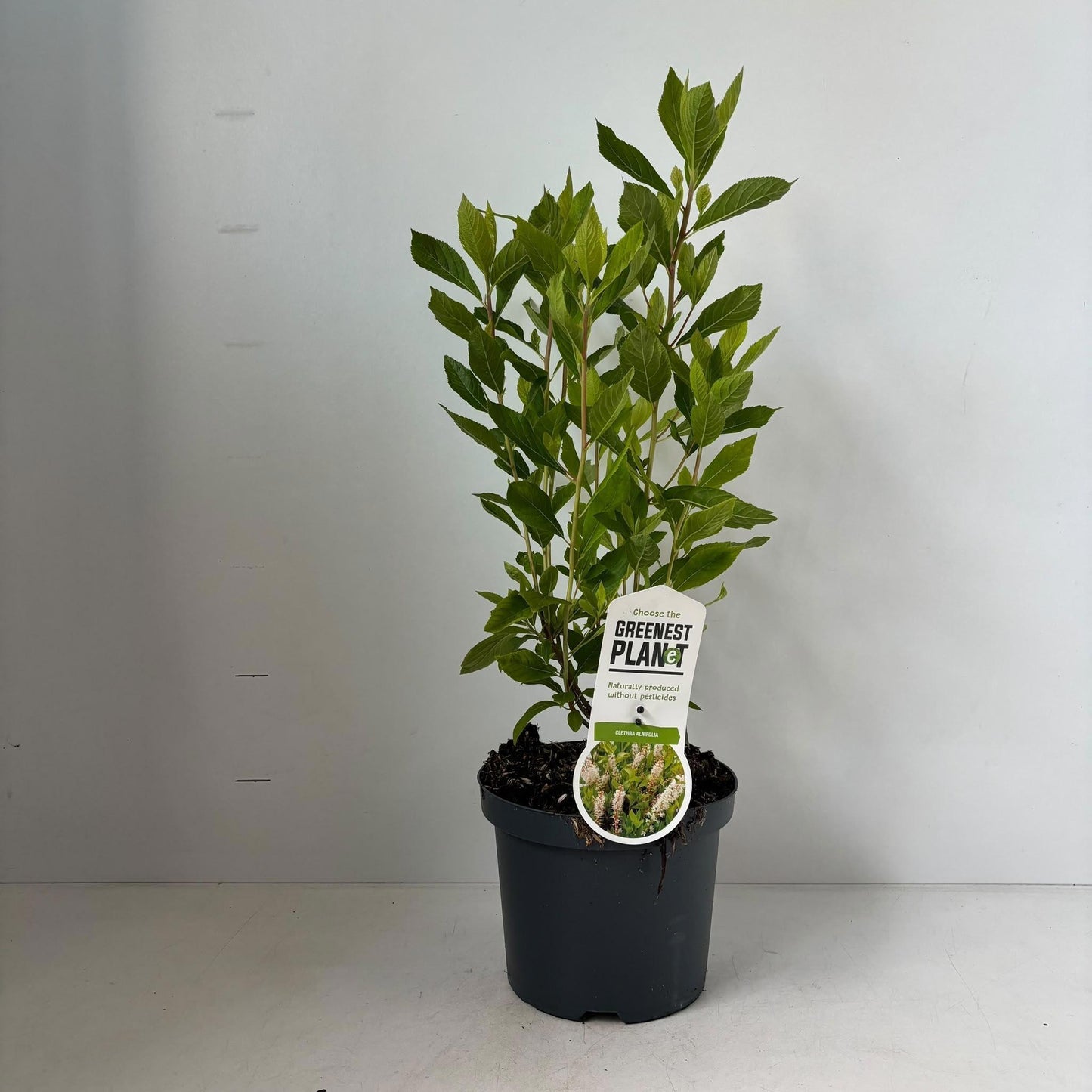 Clethra alnifolia 60cm 19cm Pot