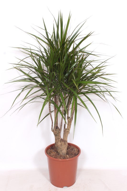 Dracaena marginata 140cm 27cm Pot
