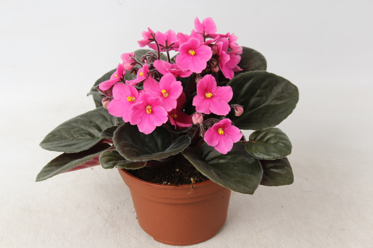Saintpaulia ionantha 20cm 12cm Pot