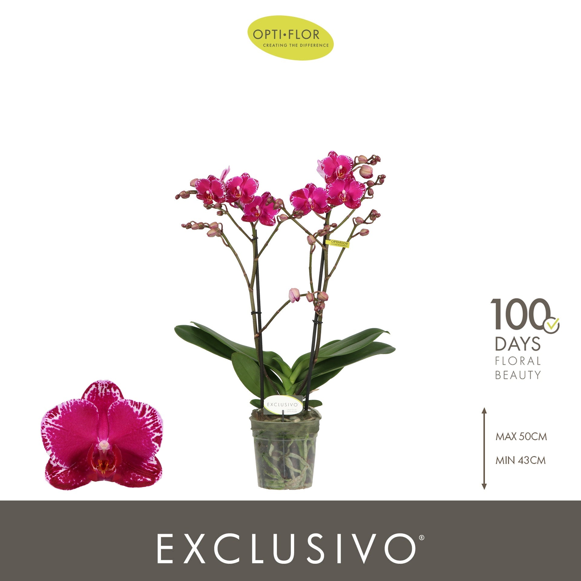Opti-Flor Phalaenopsis mf. Asian Violin Pack of 6