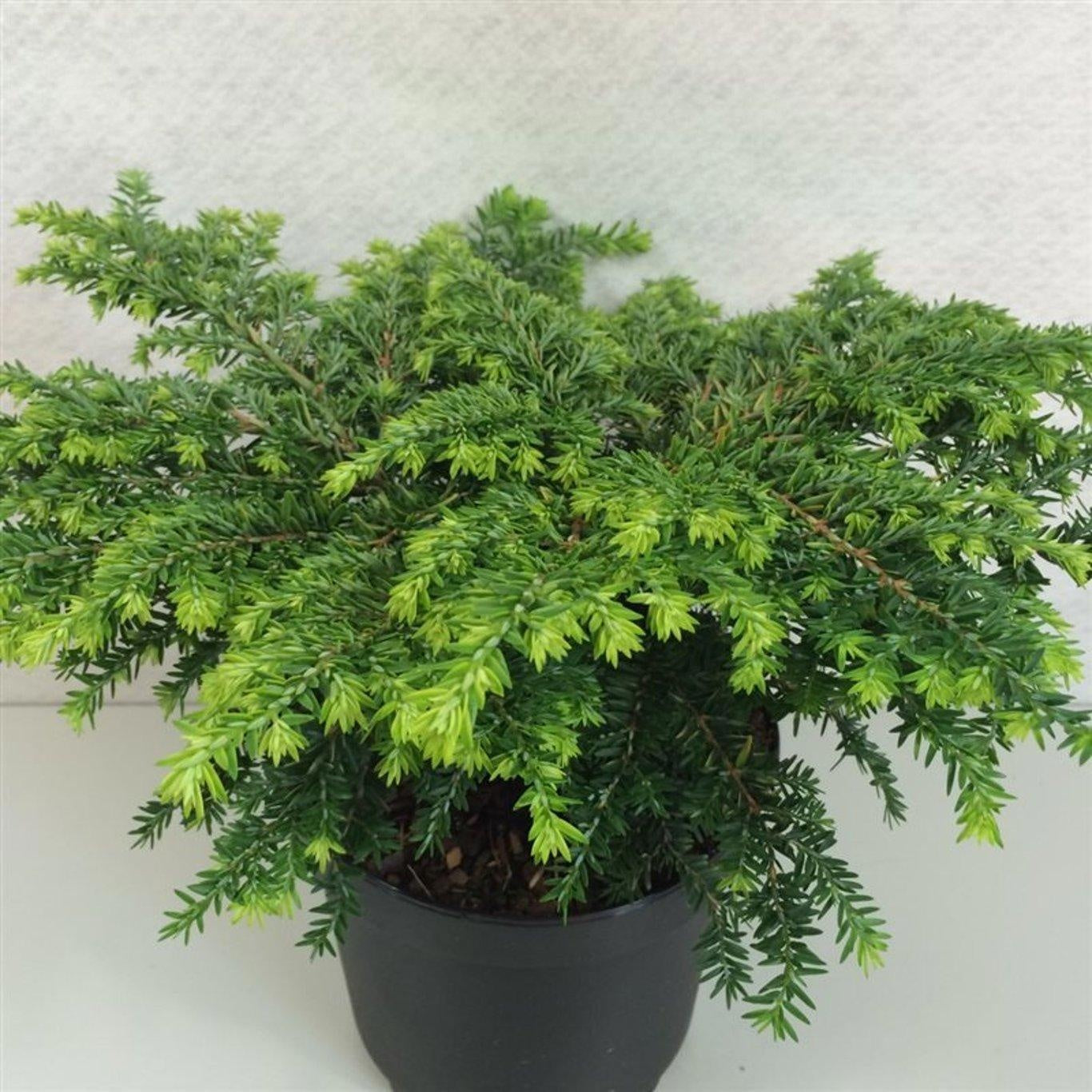 Tsuga can. Jeddeloh 25cm 19cm Pot