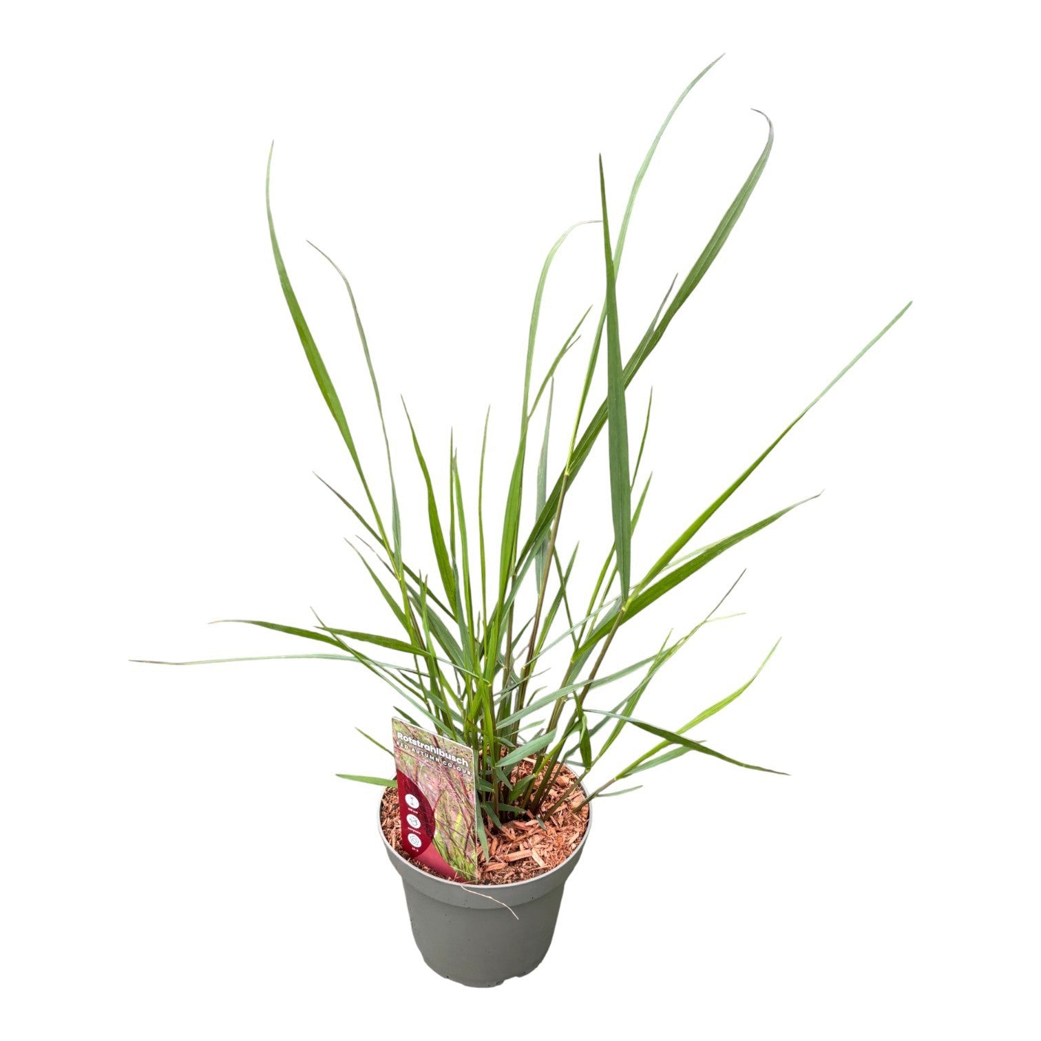 Panicum virgatum 35cm 14cm Pot