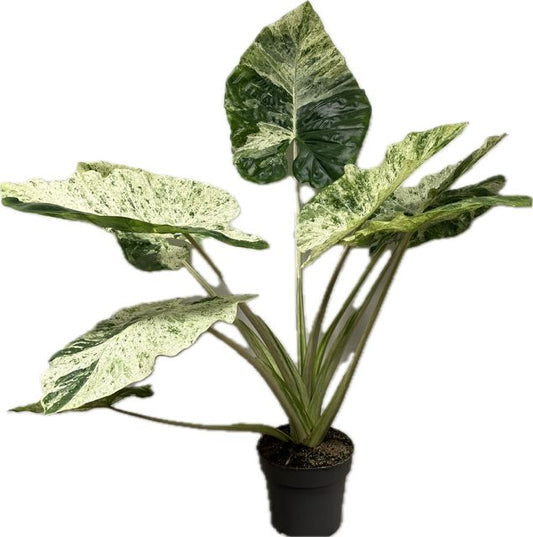 alocasia-macrorrhizos-80cm-24cm-pot
