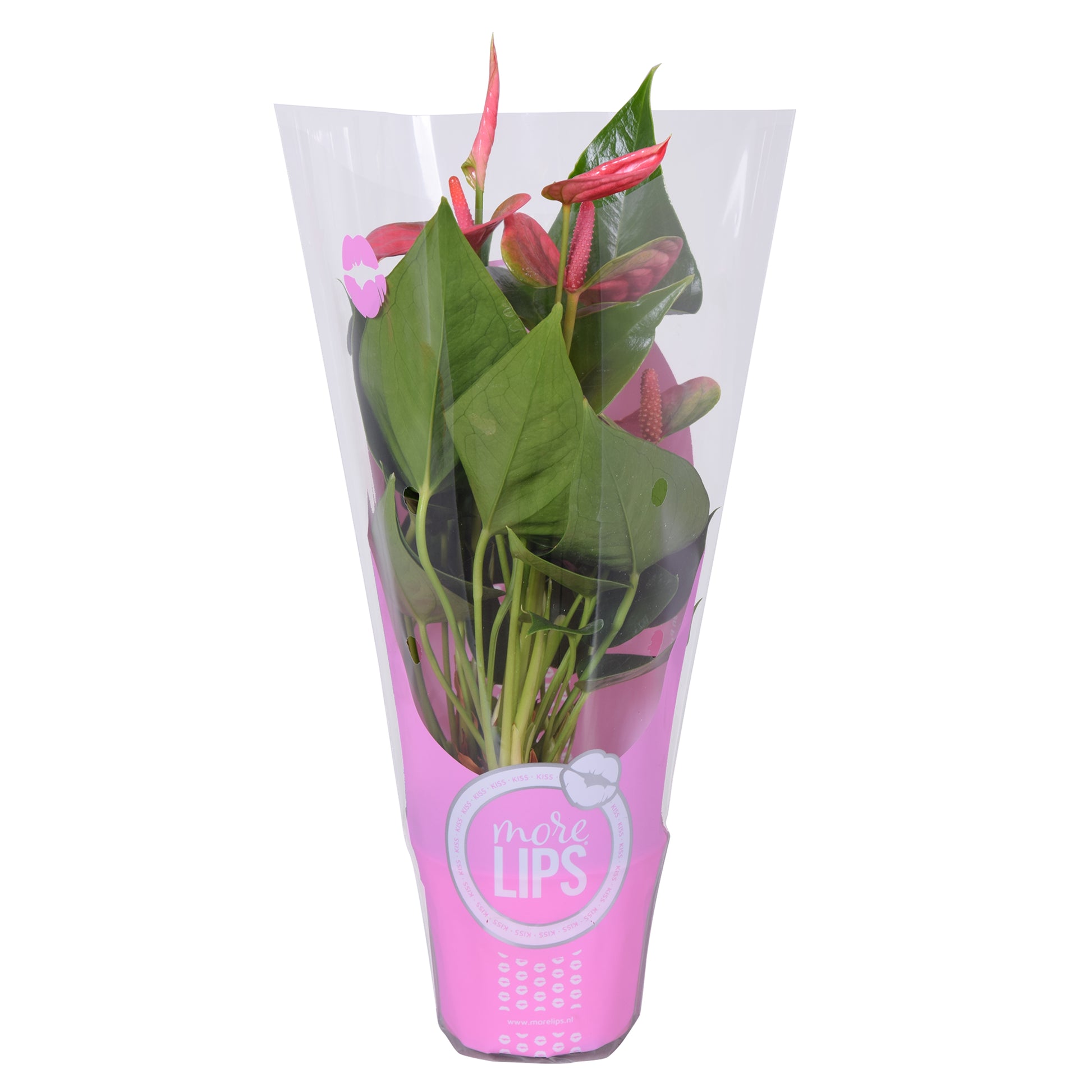 Groene Tint Anthurium Sweet Dream Pack of 12