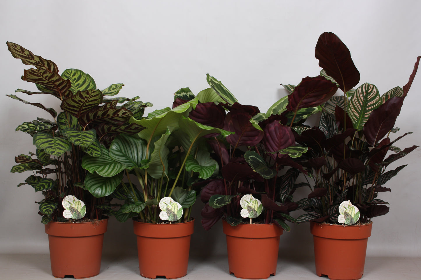 Peeters Potplanten BV Calathea mix Pack of 1
