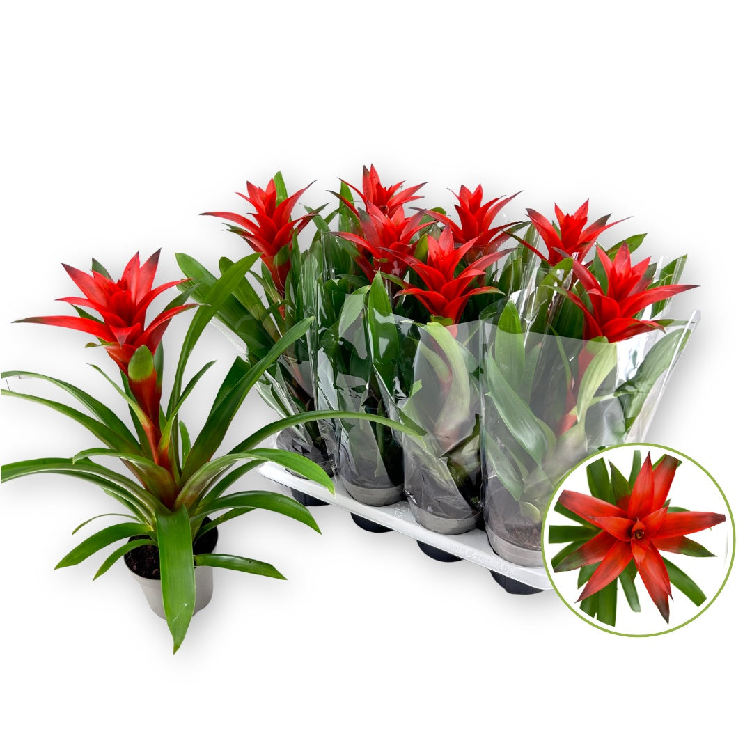 Guzmania Amoretto 45cm 14cm Pot